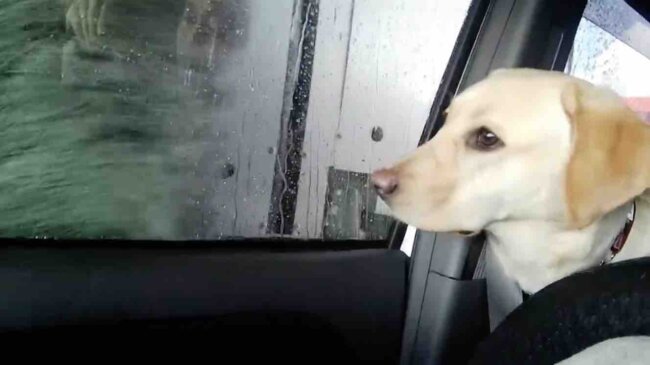 ラブラドールレトリーバー,動画