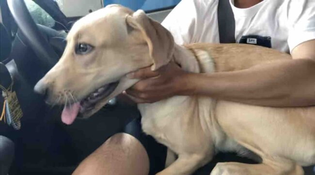 ラブラドールレトリーバー,動画