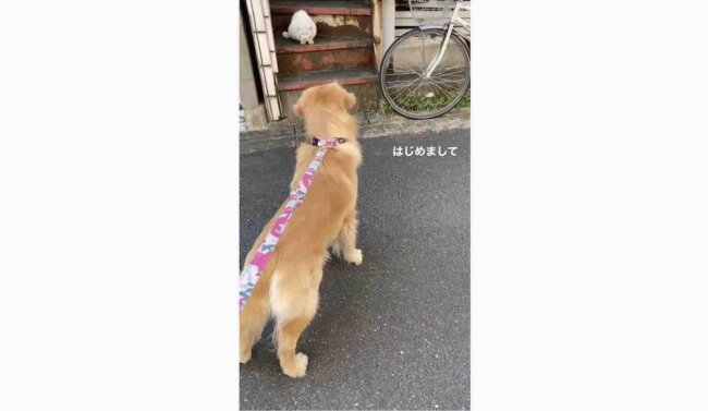 ゴールデンレトリーバー,動画