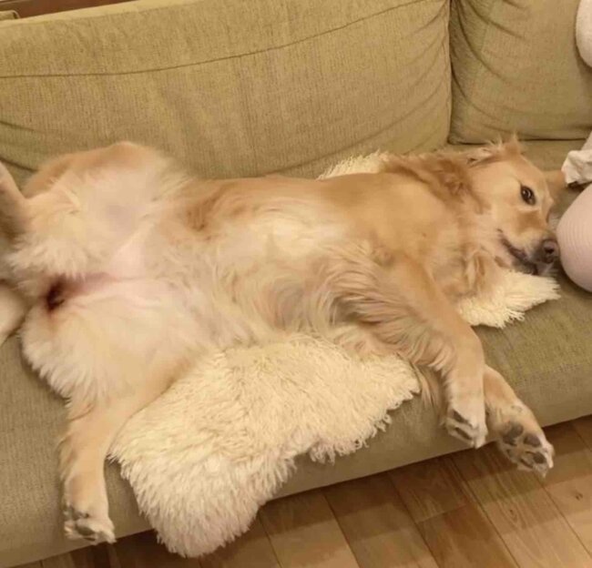 ゴールデンレトリーバー,動画