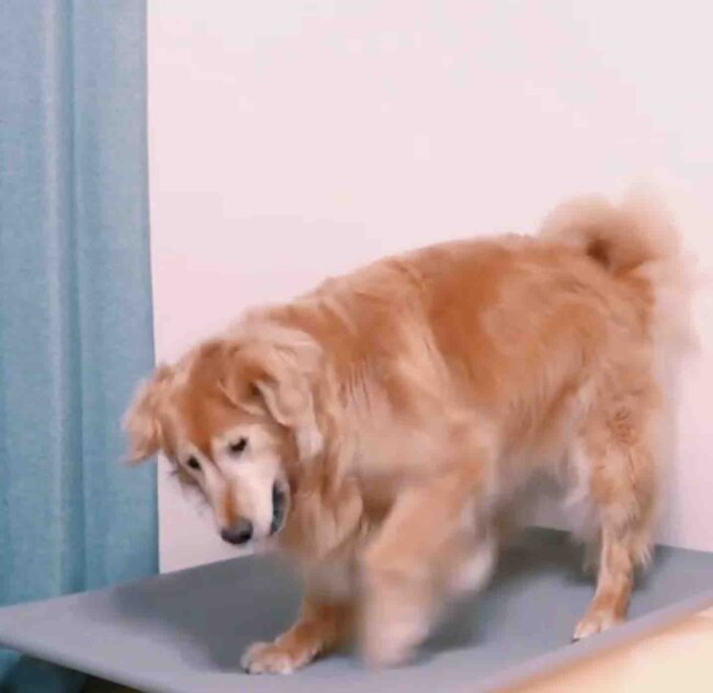 ゴールデンレトリーバー,動画