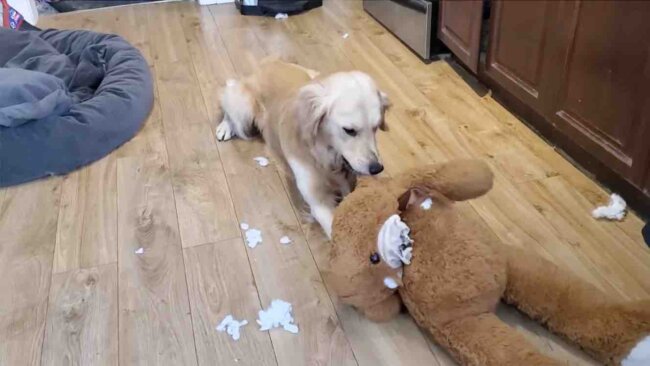 ゴールデンレトリーバー,動画