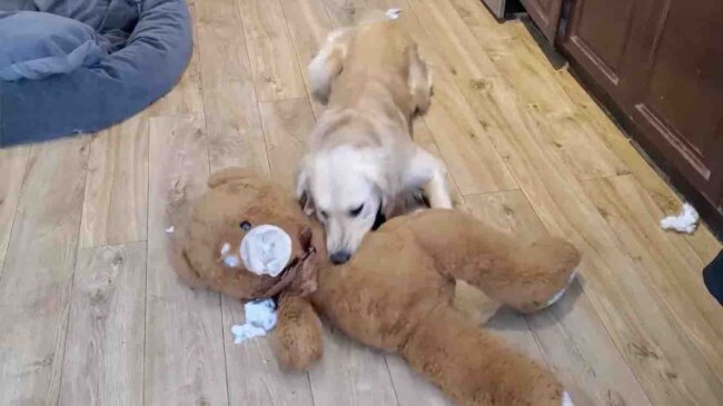 ゴールデンレトリーバー,動画