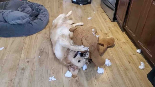 ゴールデンレトリーバー,動画