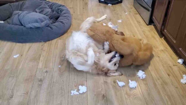 ゴールデンレトリーバー,動画