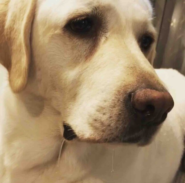 ラブラドールレトリーバー,動画