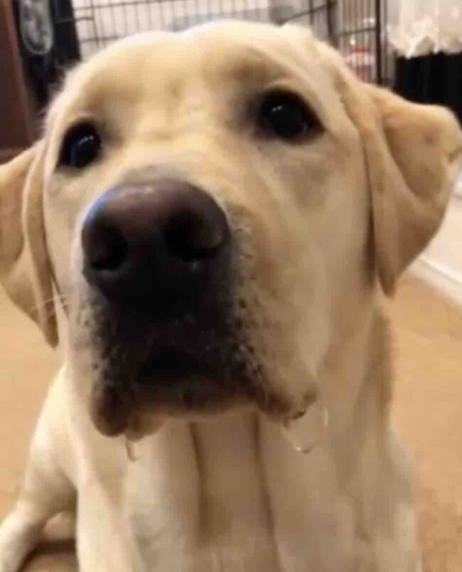 ラブラドールレトリーバー,動画