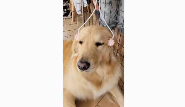 ゴールデンレトリーバー,動画