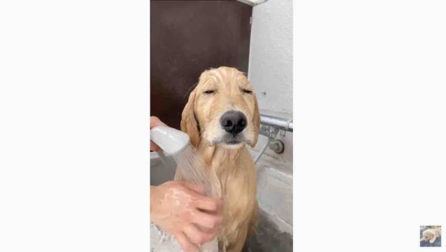 ゴールデンレトリーバー,動画