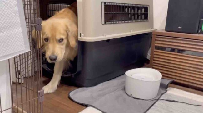 ゴールデンレトリーバー,動画