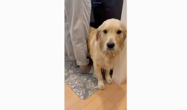 ゴールデンレトリーバー,動画