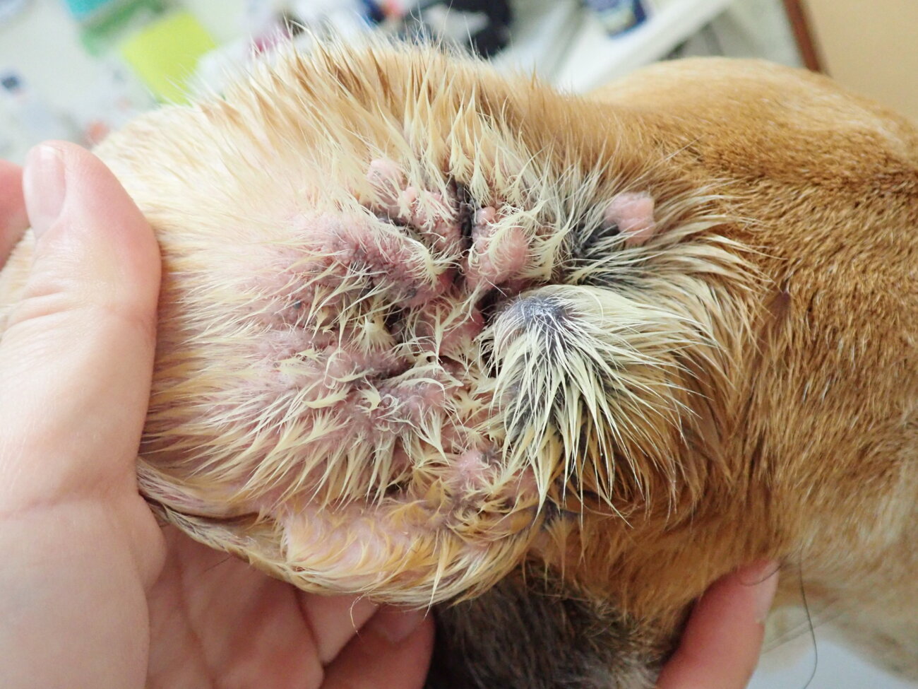 レトリーバー,レトリバー,外耳炎,ネプトラ