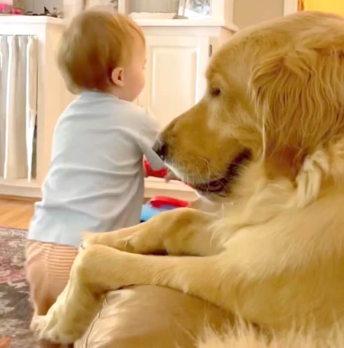 ゴールデンレトリーバー,動画