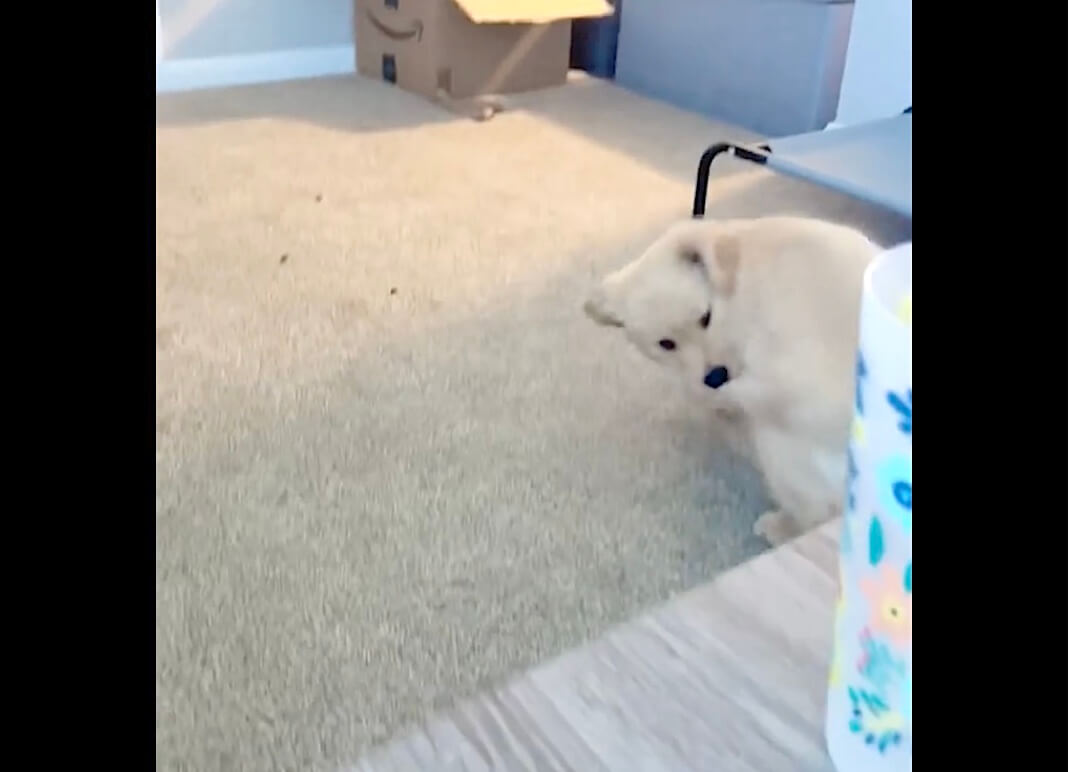 ゴールデンレトリーバー,動画