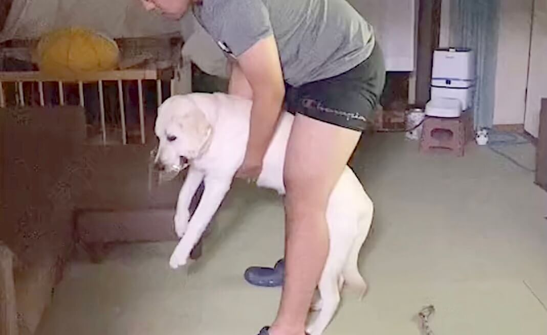 ラブラドールレトリーバー,動画