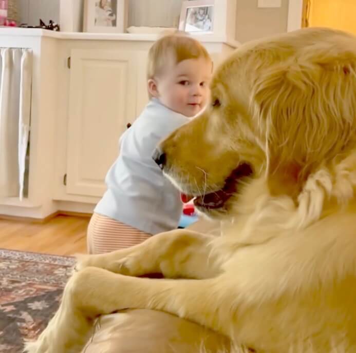 ゴールデンレトリーバー,動画