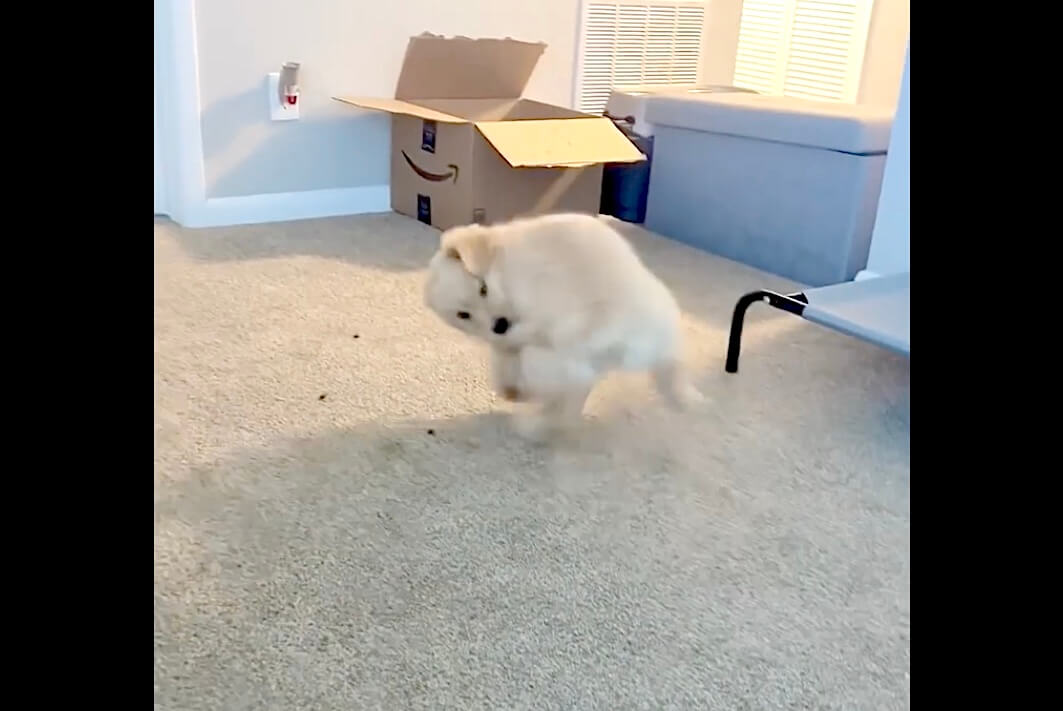 ゴールデンレトリーバー,動画