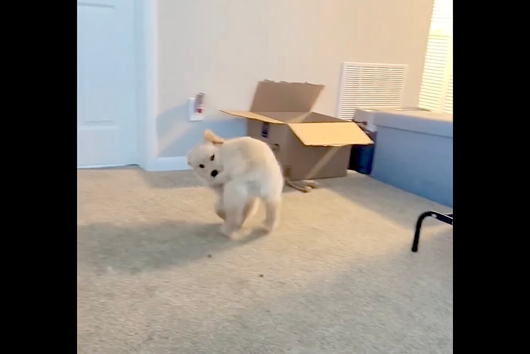 ゴールデンレトリーバー,動画