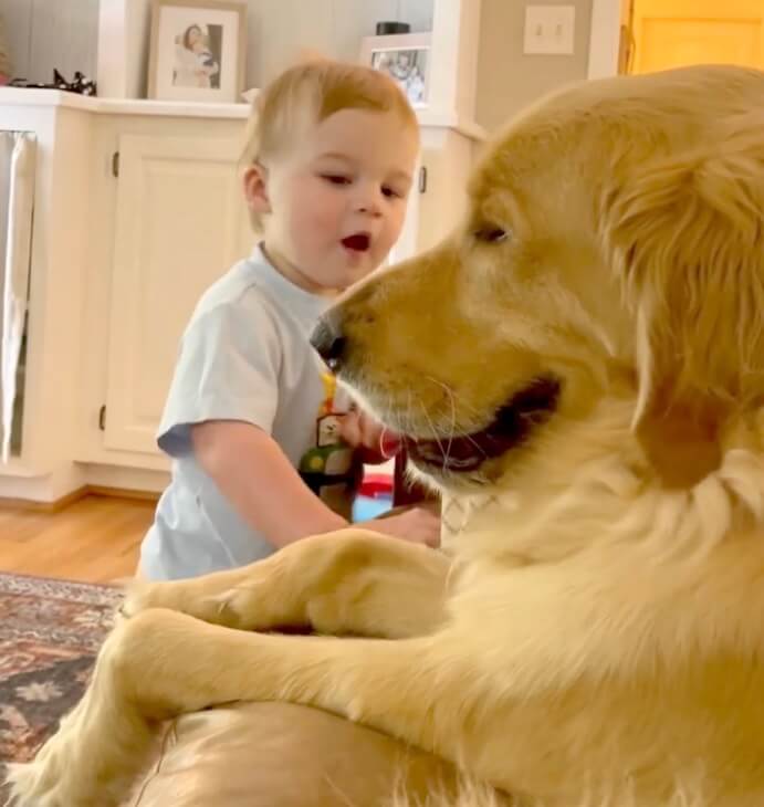 ゴールデンレトリーバー,動画