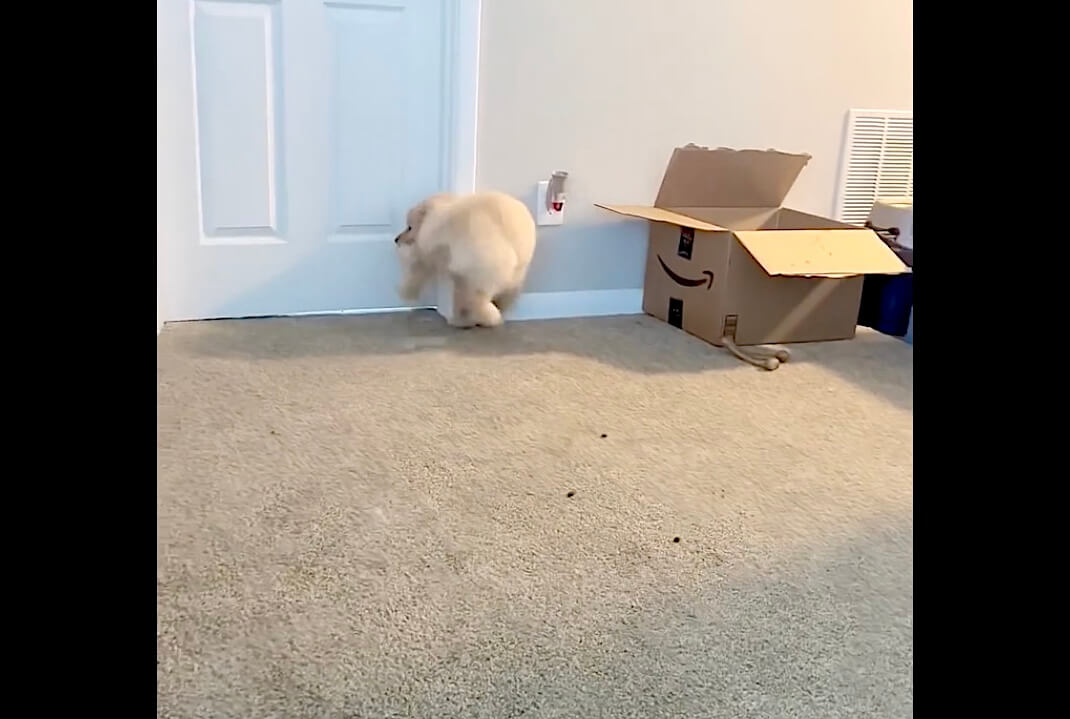 ゴールデンレトリーバー,動画