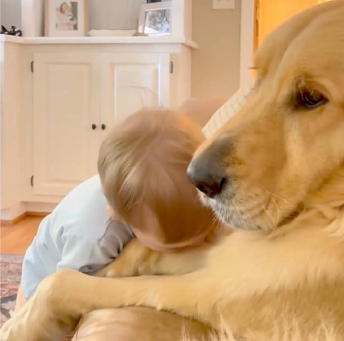 ゴールデンレトリーバー,動画