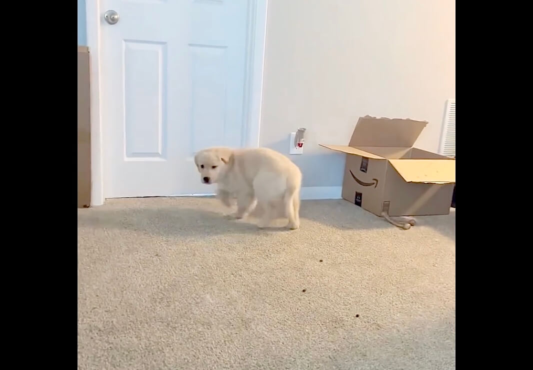 ゴールデンレトリーバー,動画