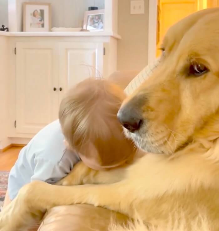 ゴールデンレトリーバー,動画