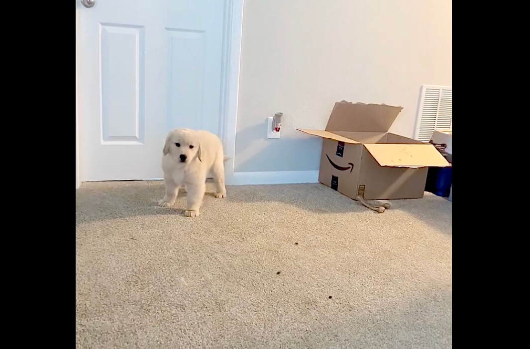 ゴールデンレトリーバー,動画