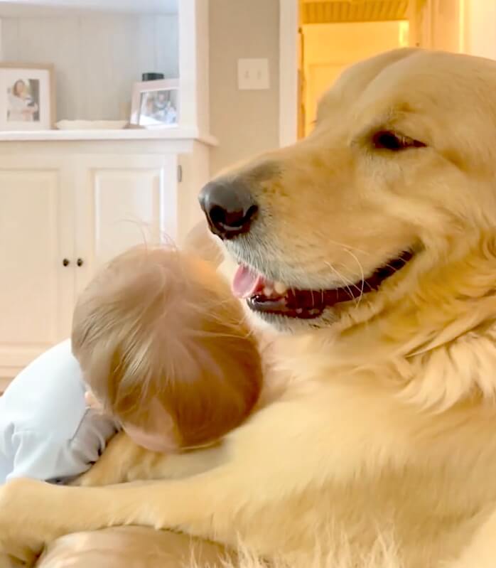 ゴールデンレトリーバー,動画