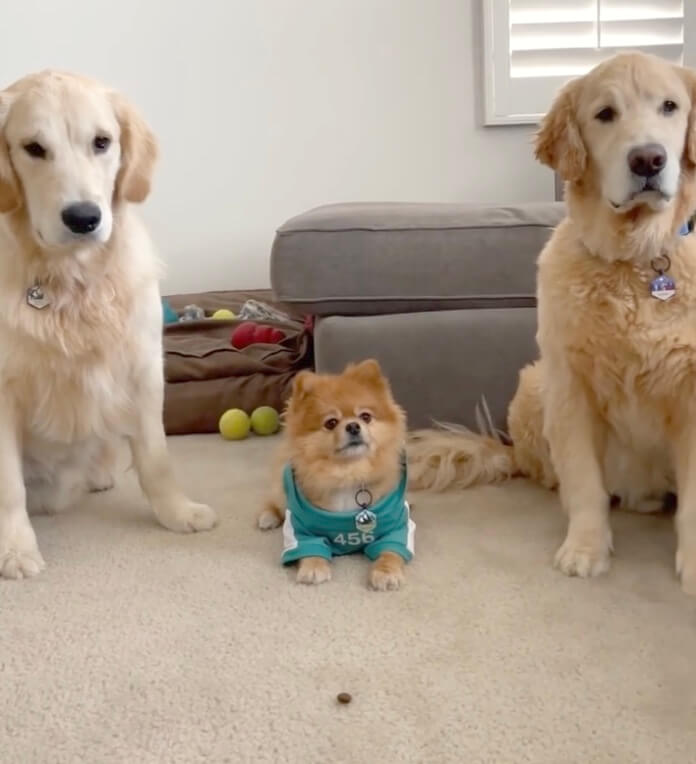 ゴールデンレトリーバー,動画