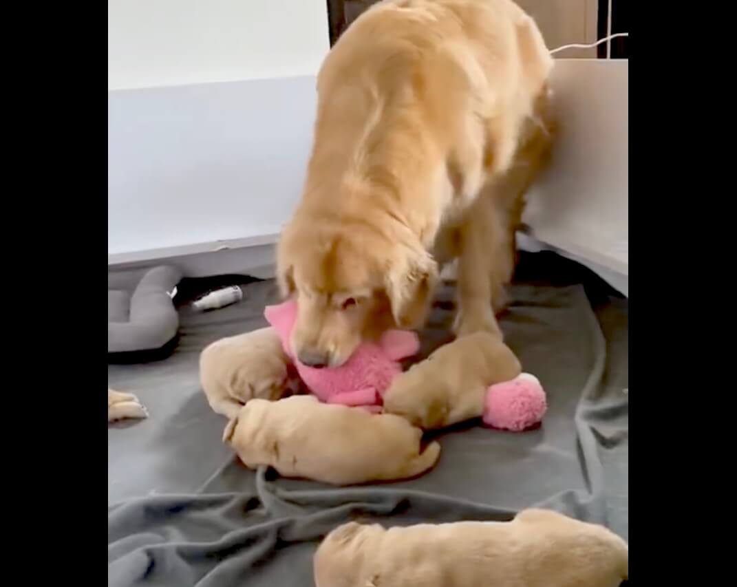 ゴールデンレトリーバー,動画