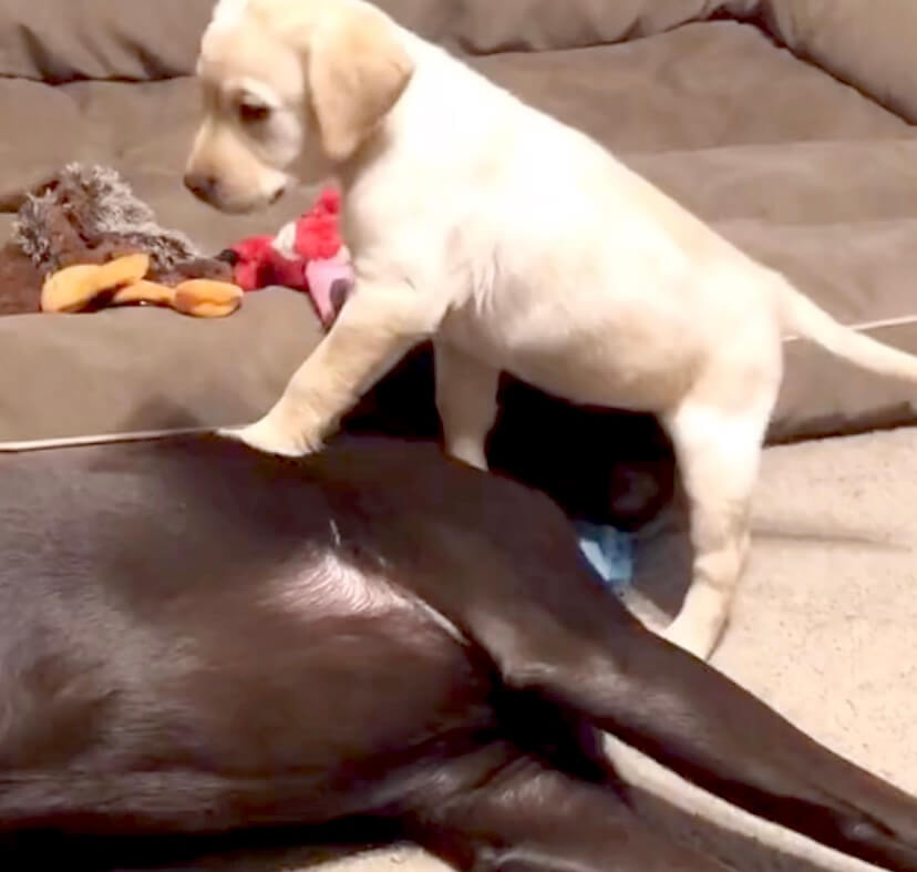 ラブラドールレトリーバー,動画