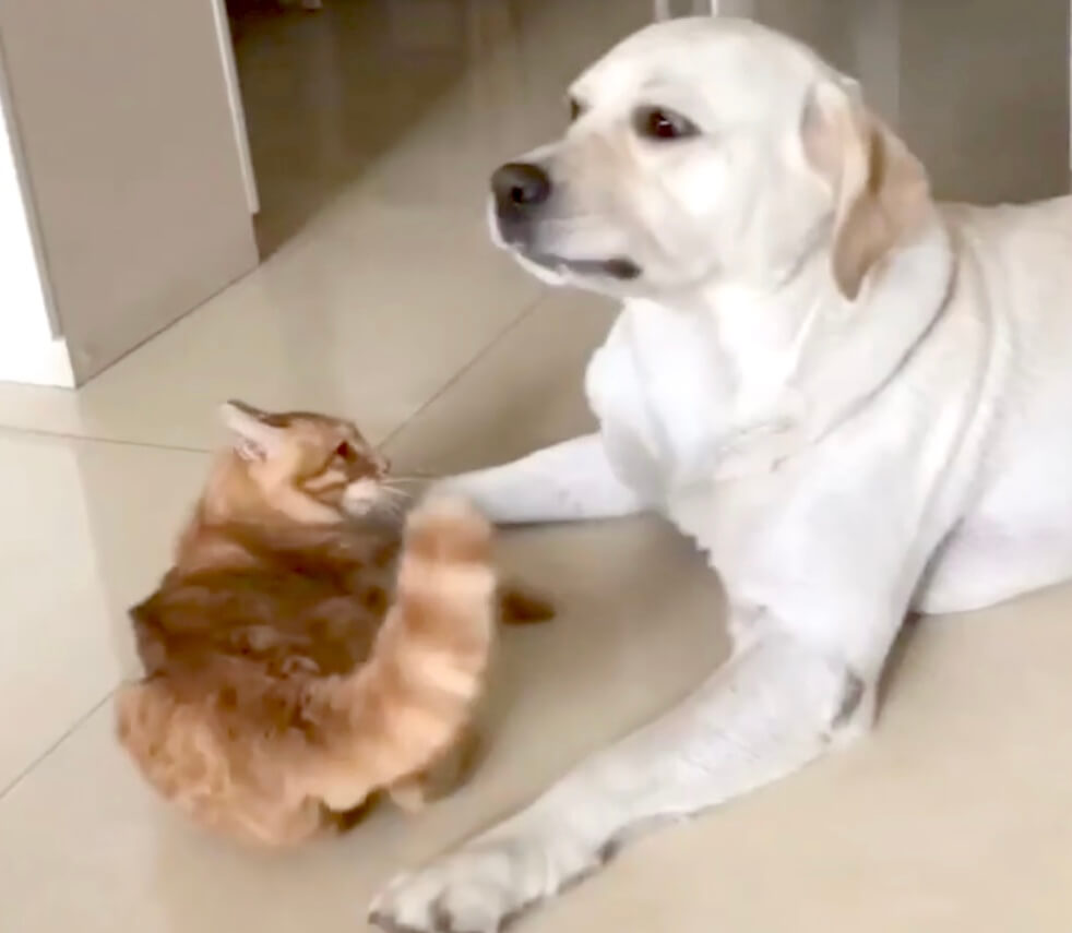 ラブラドールレトリーバー,動画