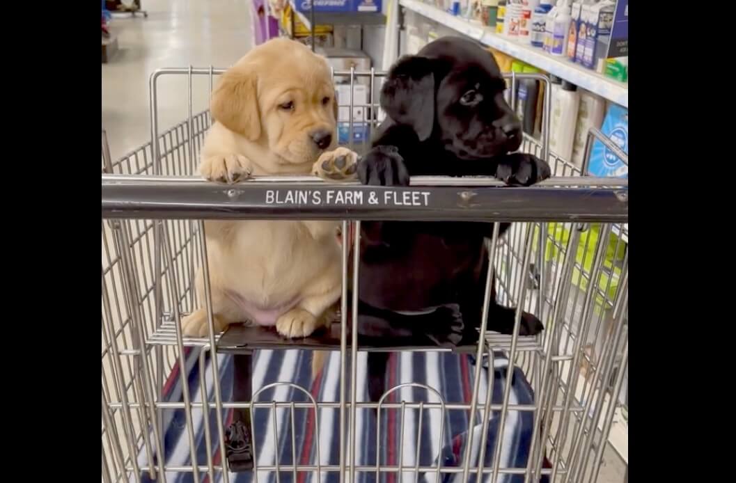 ラブラドールレトリーバー,動画