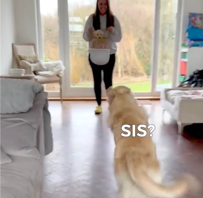 ゴールデンレトリーバー,動画