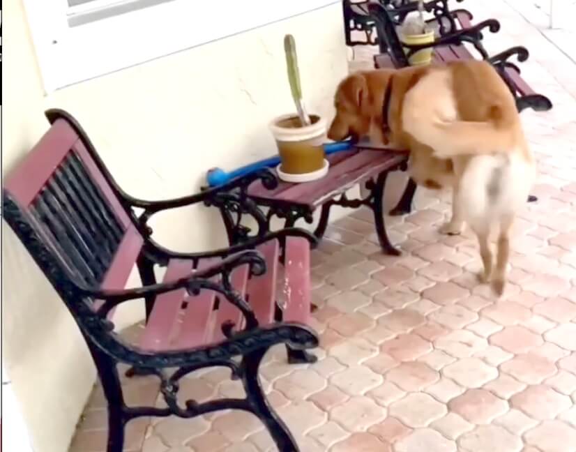 ゴールデンレトリーバー,動画