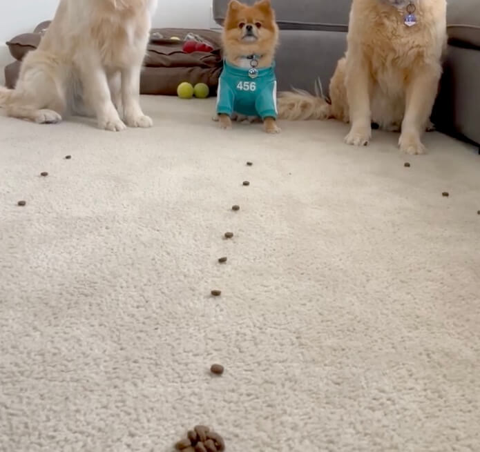 ゴールデンレトリーバー,動画