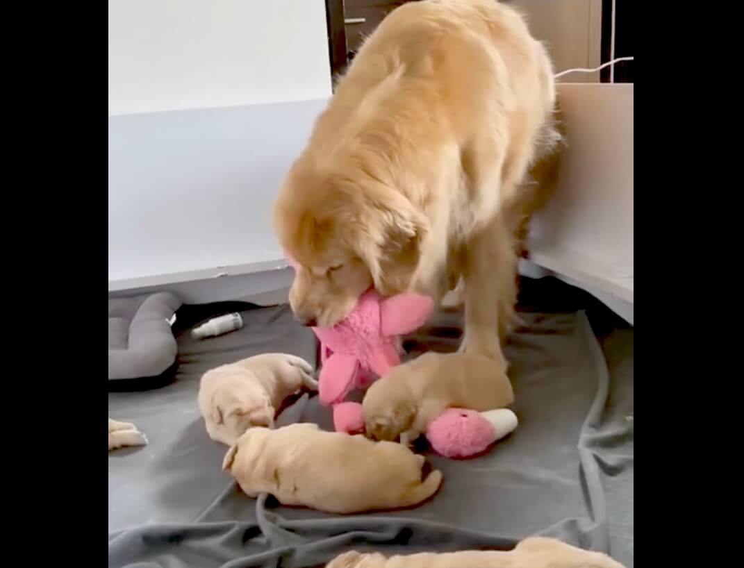 ゴールデンレトリーバー,動画