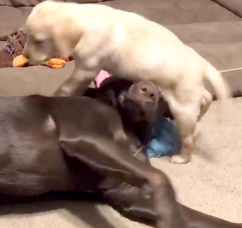 ラブラドールレトリーバー,動画