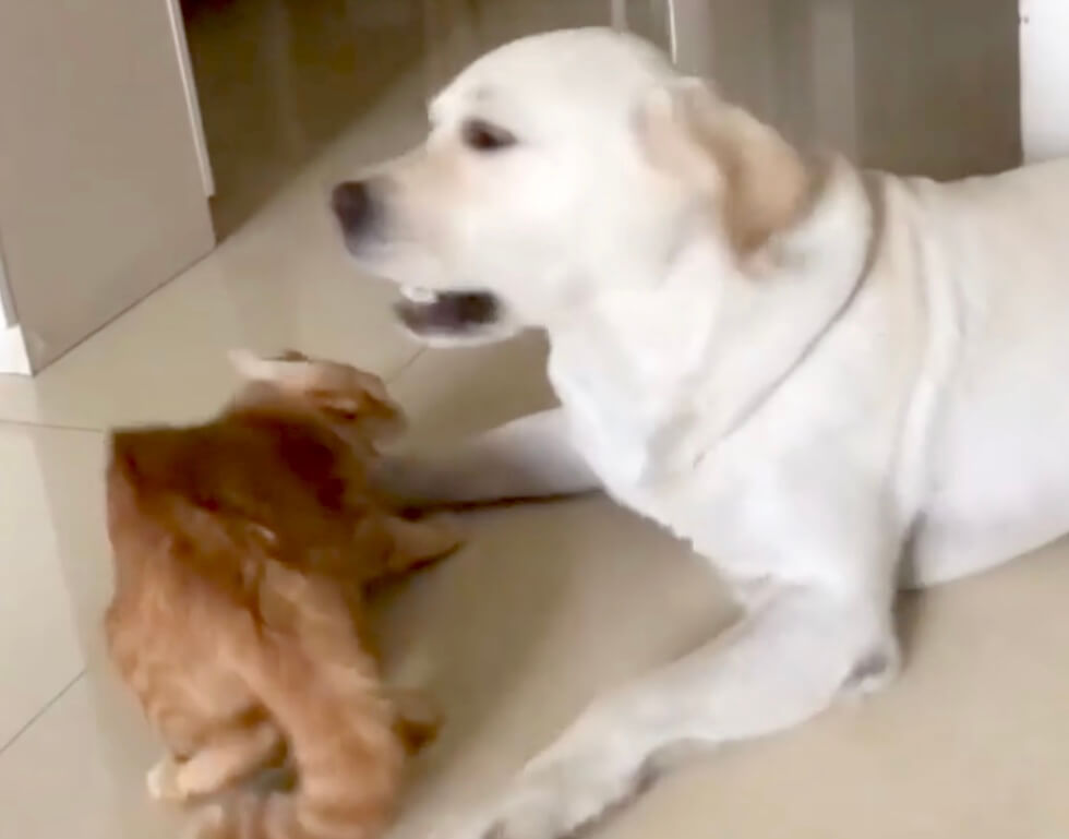 ラブラドールレトリーバー,動画