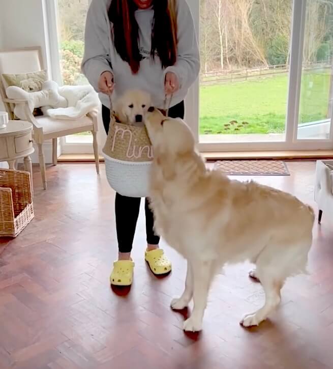 ゴールデンレトリーバー,動画