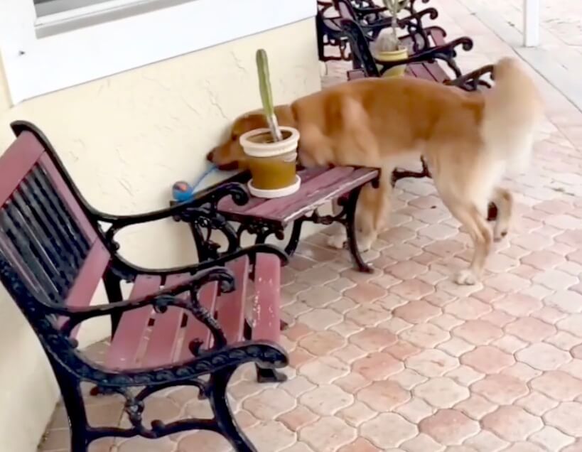 ゴールデンレトリーバー,動画