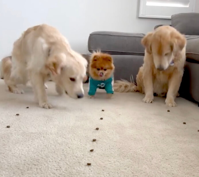 ゴールデンレトリーバー,動画