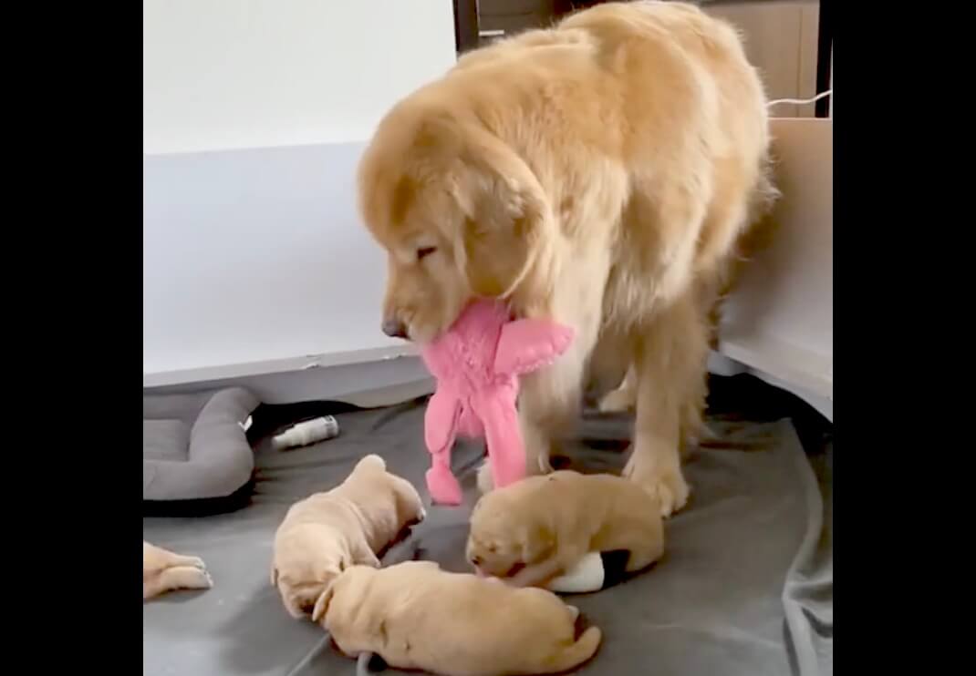 ゴールデンレトリーバー,動画