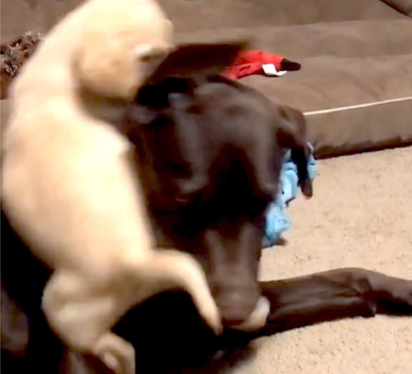 ラブラドールレトリーバー,動画