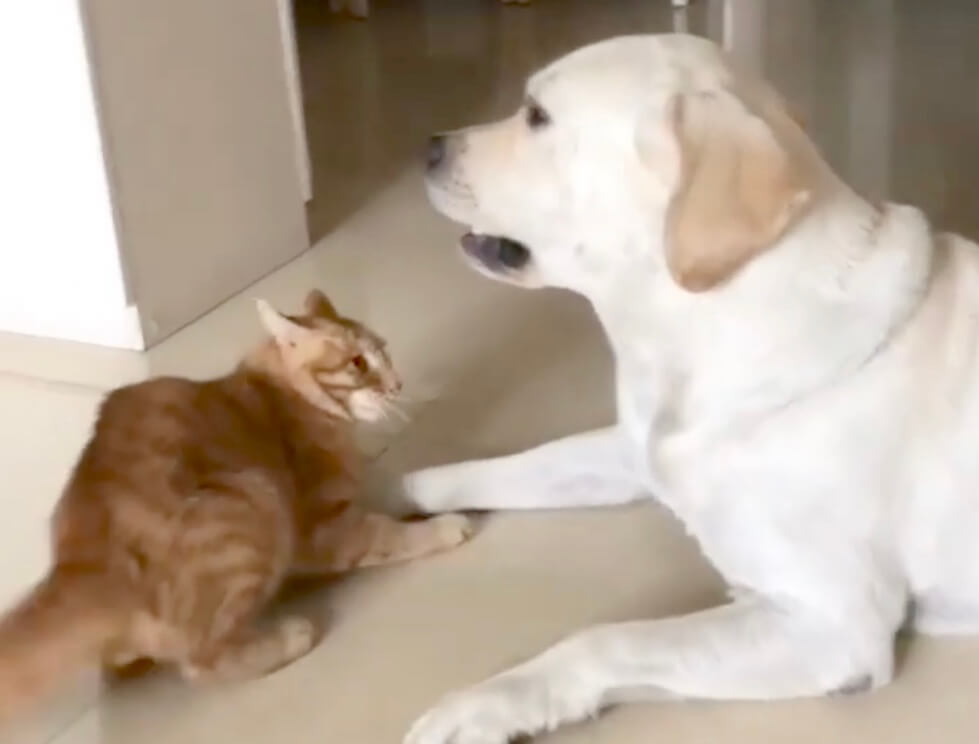 ラブラドールレトリーバー,動画