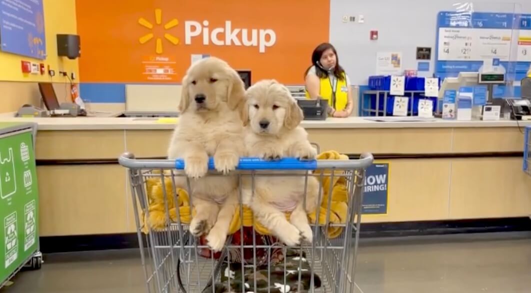 ゴールデンレトリーバー,動画