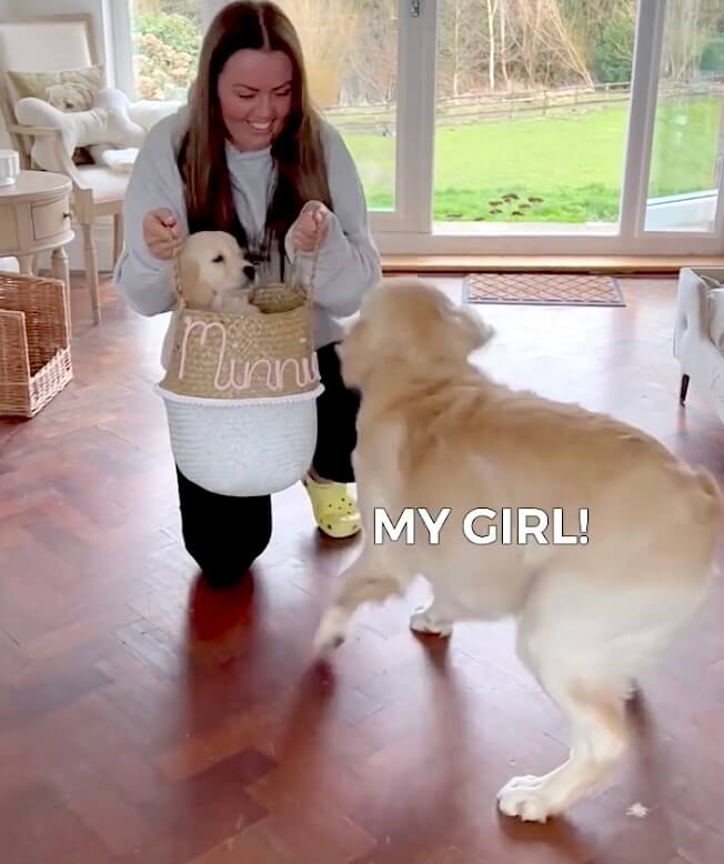 ゴールデンレトリーバー,動画