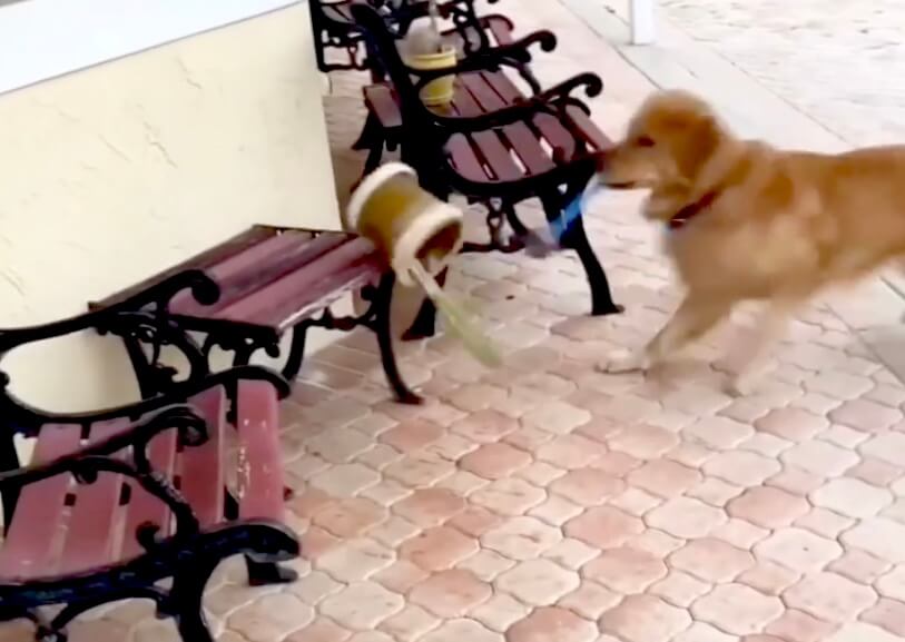 ゴールデンレトリーバー,動画