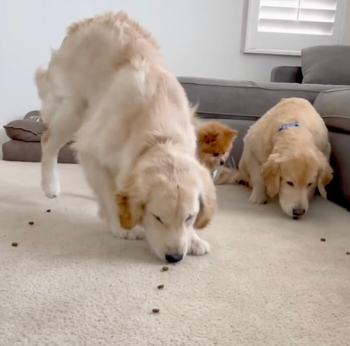 ゴールデンレトリーバー,動画